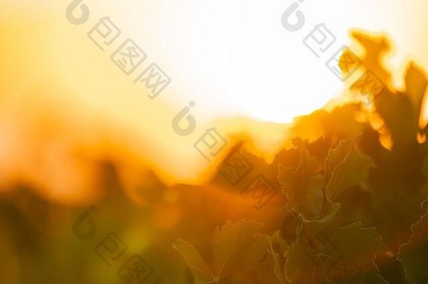 日出辉光背光照明散焦葡萄藤作为园艺或农业背景图像