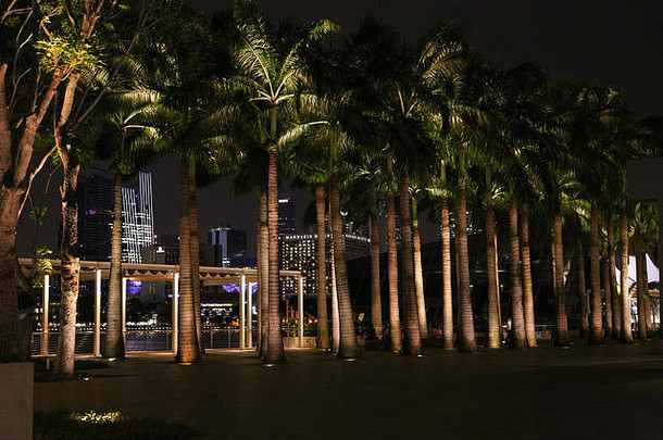 新加坡滨海湾金沙的棕榈树