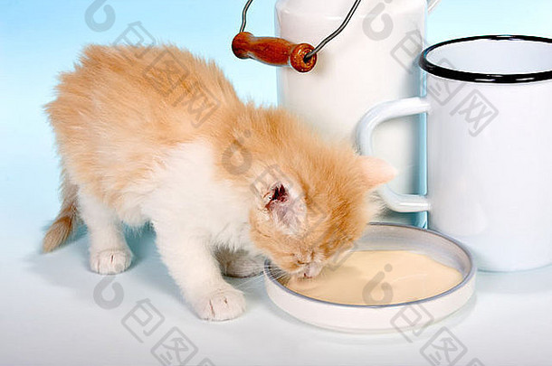 六周大的小猫喝猫奶