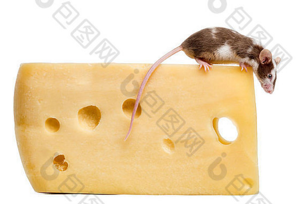 普通家鼠栖息在一大块奶酪上，俯视白色背景前的小家鼠