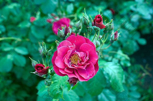 英国红玫瑰的特写镜头，盛开着花蕾