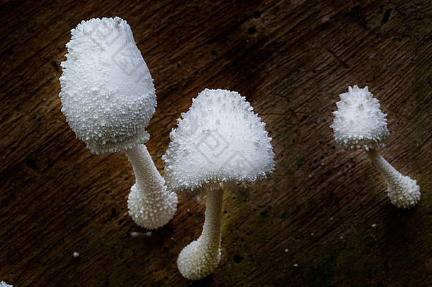 从木材中长出来的一群白蘑菇