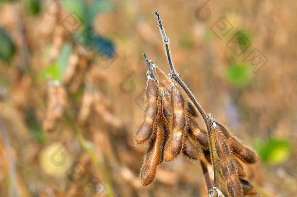 一株成熟大豆植株的特写镜头