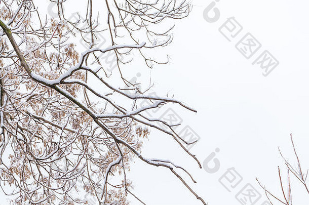 冬天下雪后，树枝顶着天空