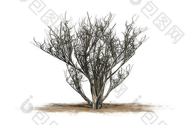 冬季沙地上的非洲橄榄灌木-隔离在白色背景上