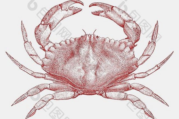 红岩蟹，产自北美西海岸的巨蟹