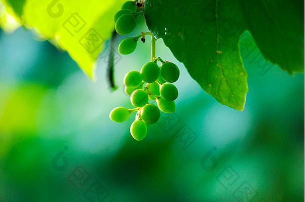 雨后在花园里用水滴使白葡萄成熟。在葡萄藤上生长的绿色葡萄。农业背景