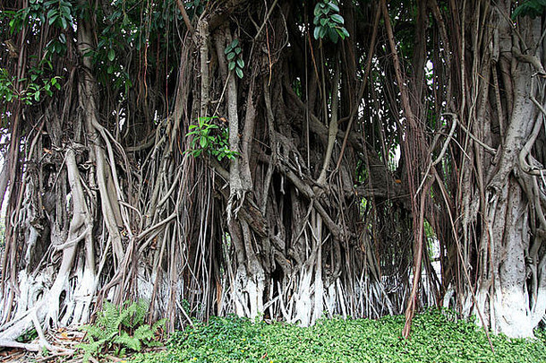 这是一张越南西贡一个城市的班扬树或榕树树根的<strong>照片</strong>。在街上我们可以看到它的根源