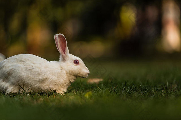 白色彩色的兔子看铺设草