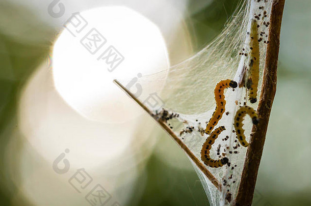 一种害虫幼虫的特写镜头一种害虫幼虫的特写镜头一种白鼬科的毛虫或貂蛾，在一棵树周围形成共同的网。