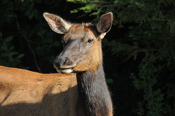 麋鹿或马鹿（Cervus canadensis）奶牛，位于加拿大北部海岸的Prairie Creek Redwood州立公园，是罗斯福麋鹿群的一部分