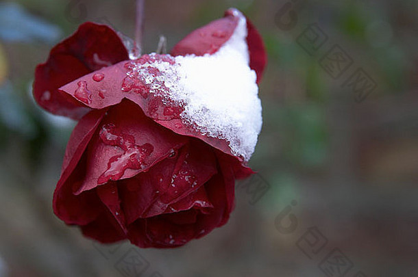 冰雪覆盖下的<strong>玫瑰</strong>宏观图像