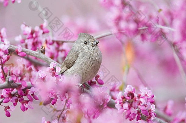 栖息在紫荆树花丛中的橡树山雀