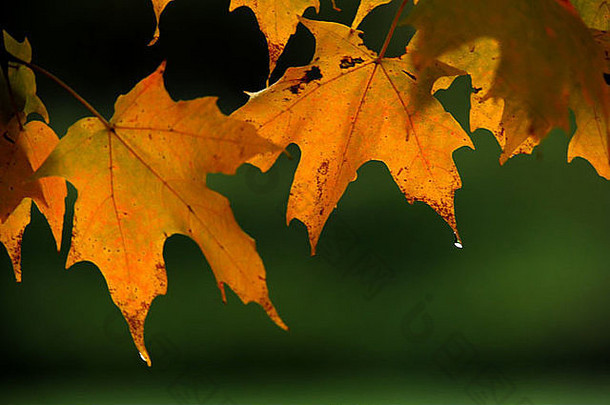色彩鲜艳的秋叶衬着绿色的背景
