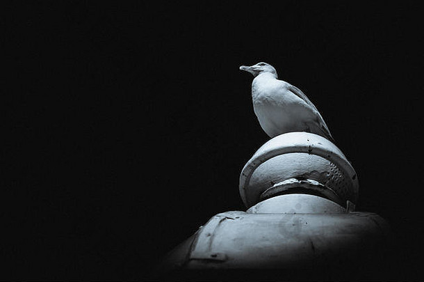 海鸥坐在楼顶上，黑白肖像
