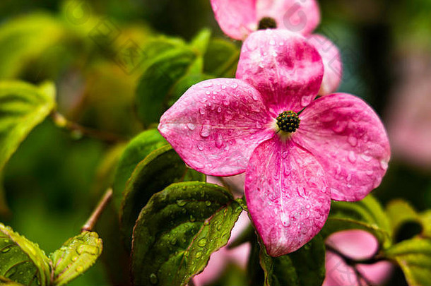宏粉红色的山茱萸花山 茱萸佛罗里达雨滴