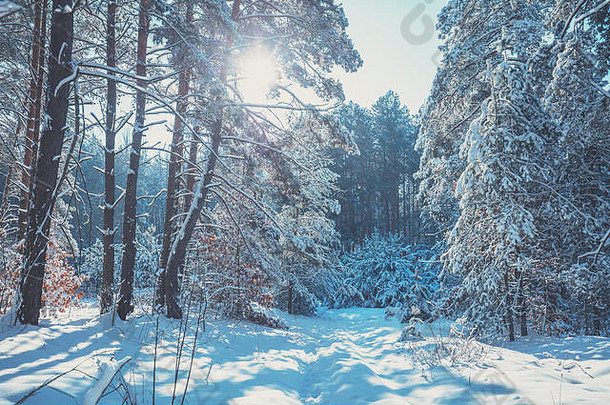 冬天的松林覆盖着厚厚的积雪。被雪覆盖的松树。冬天的自然。自然冬季背景。圣诞背景