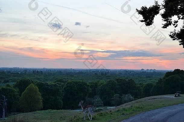 在日落时分，休耕的鹿在远处美丽的树木和建筑物的映衬下散步