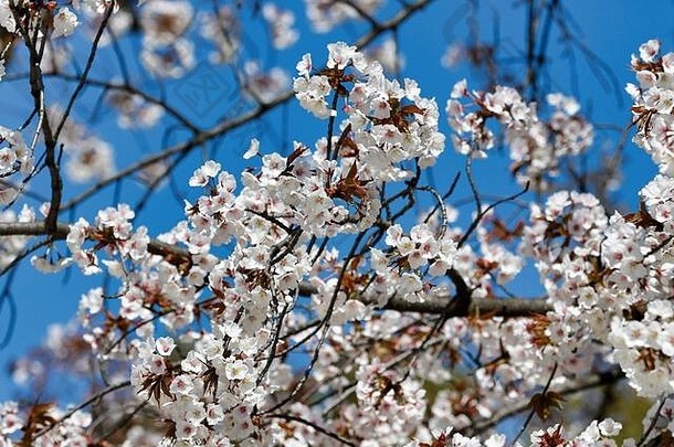 樱桃花朵完整的布鲁姆上野公园东京日本