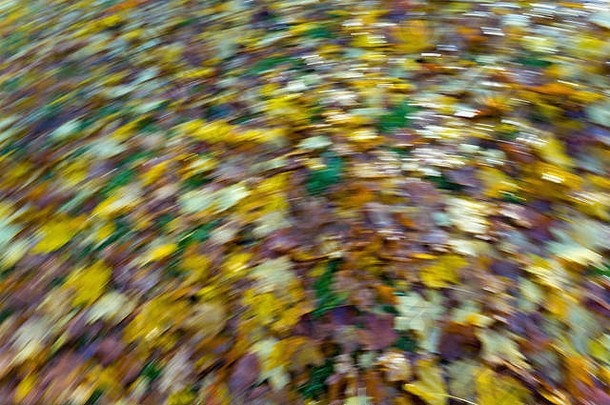 秋天公园秋天森林黄色的红色的叶子树秋天