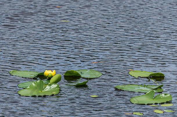 黄色的莉莉花绿色叶子湖