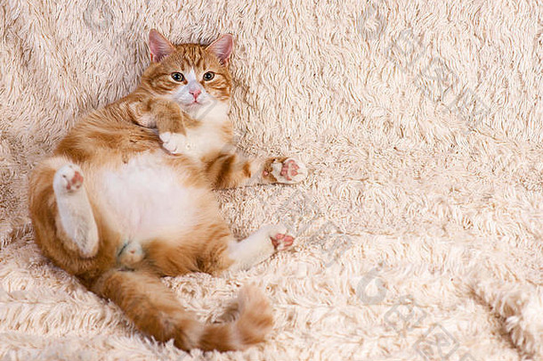 红色的猫说谎床上<strong>宠</strong>物沙发上休息毛茸茸的猫里睡觉