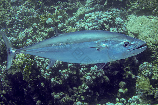 埃及红海<strong>的</strong>独角金鱼。