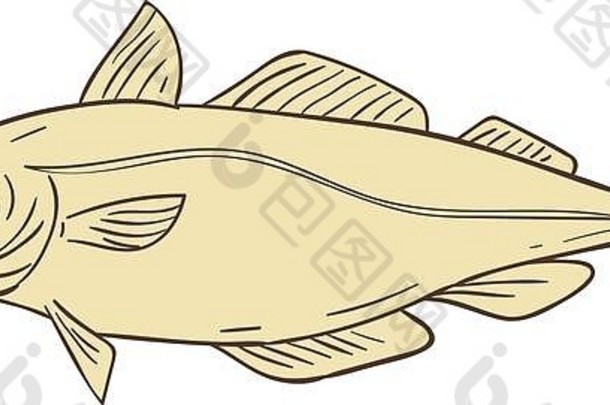 大西洋鳕鱼（Gadus morhua）的素描式插图，是鳕鱼科的底栖鱼类，商业上也称为鳕鱼或鳕鱼