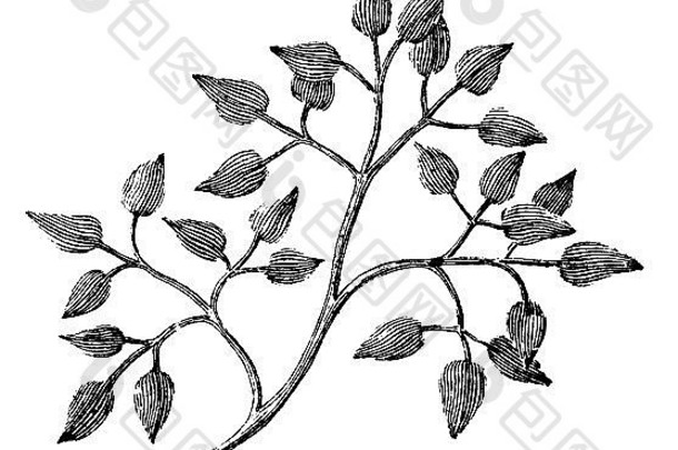 维多利亚时代用树叶雕刻的树枝。19世纪中期百科全书中的数字复原图像。
