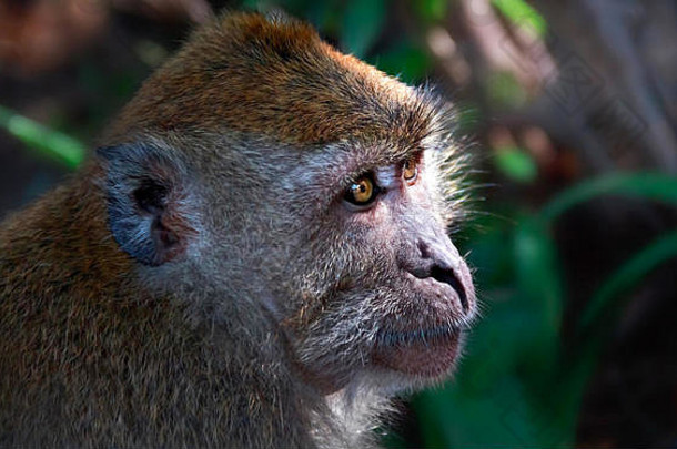 猴子猴子泰国一年有趣的象征轮廓中国人森林集团火山绿色颜色红色的