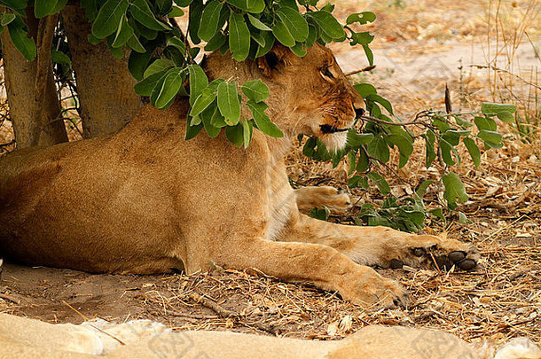 非洲狮子在开阔的平原上的树荫下休息。非洲最强大的猫科动物是非洲最重要的基石捕食者