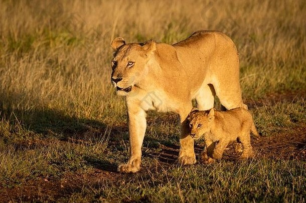 母狮走污垢跟踪幼崽