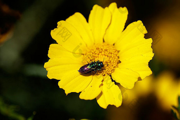 宏观视图两个彩色甲虫（一个在另一个上面）休息（？）在明亮的黄色冠状雏菊（又名菊花）上