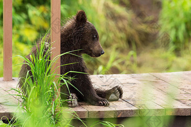 小棕熊在桥的篱笆上捕鱼。千岛湖。