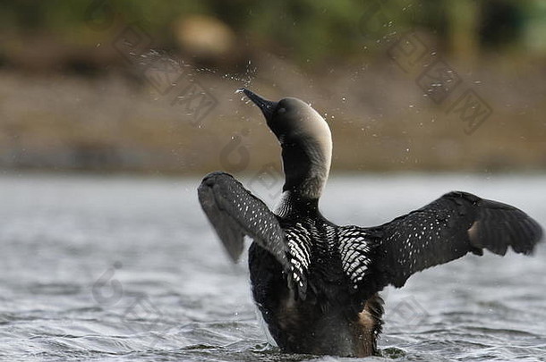 成年太平洋潜水员或太平洋潜水员（Gia pacifica），繁殖羽毛，在水上拍打翅膀，靠近加拿大的Arviat Nunut
