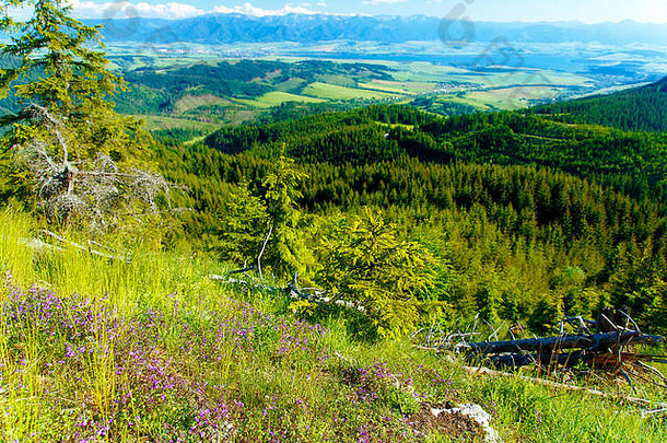 美丽的风景，森林，草地和湖泊的背景是山。斯洛伐克、中欧。