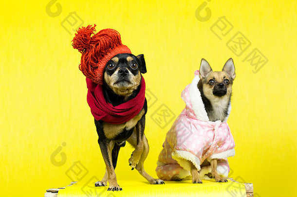 在新年前的拍照会上，两只狗穿着暖和的<strong>衣服</strong>
