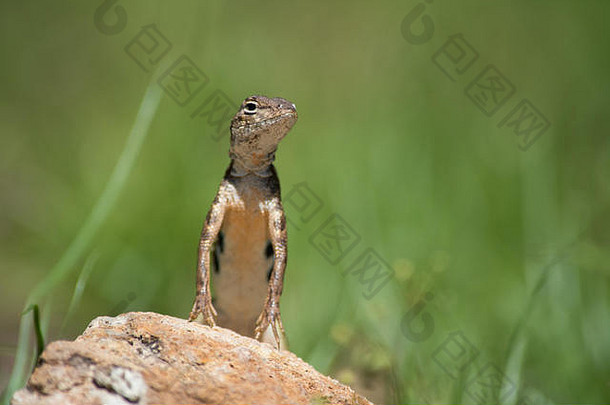 优雅的无耳的蜥蜴霍尔布鲁克亚线虫声墨西哥