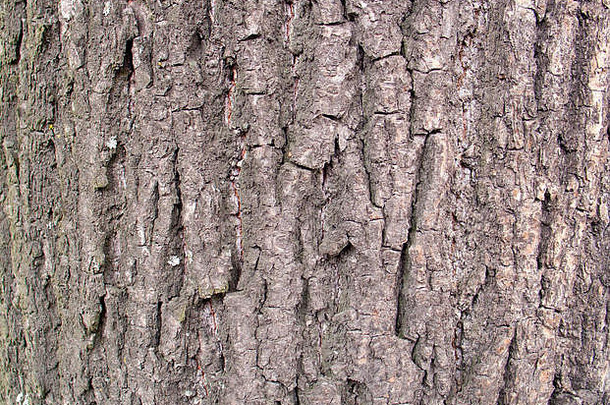 纹理树树皮背景