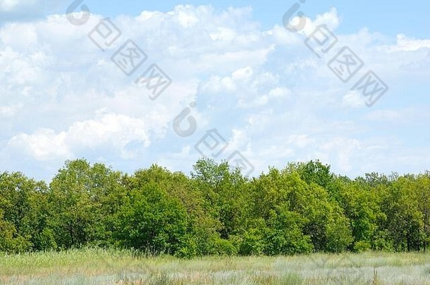 田野里的树木在蓝天白云的衬托下