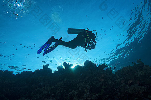 潜水潜水员游泳珊瑚礁日落3 月 19 日知道埃及