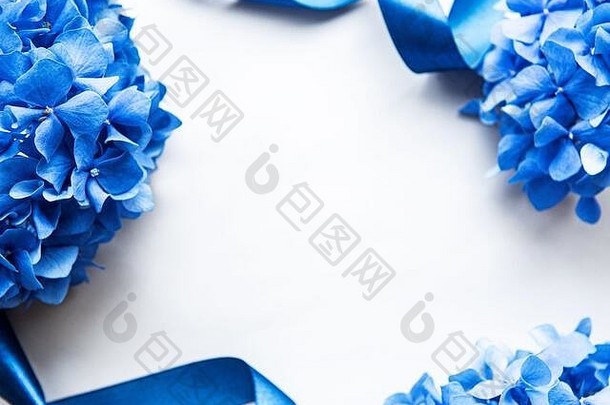 白色背景上的蓝色绣球花。花边。平铺。