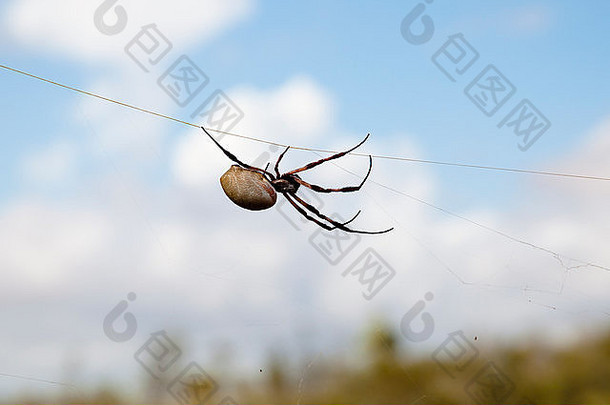 <strong>金色</strong>丝球织女蜘蛛（Nephila Edulis）-皮尔巴拉-澳大利亚
