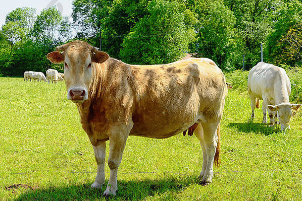美丽的母牛在草地中间
