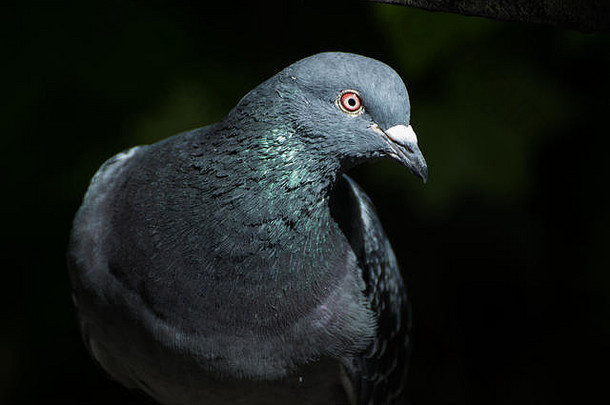 格拉斯哥植物园拍摄的一只鸽子的特写镜头
