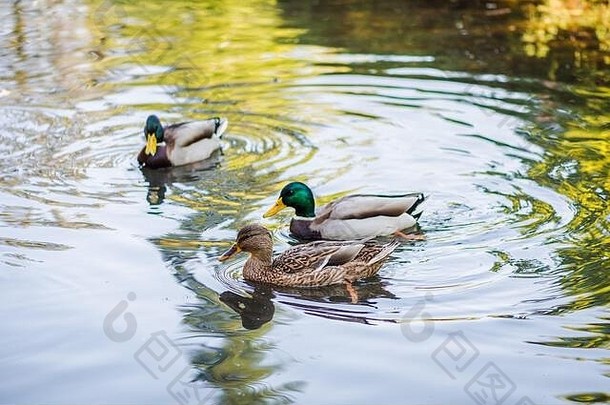 一群鸭子在公园的池塘里<strong>游泳</strong>。<strong>夏日</strong>照片