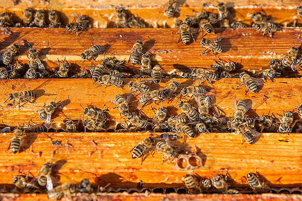 打开的蜂箱主体的特写视图，显示由蜜蜂填充的框架。