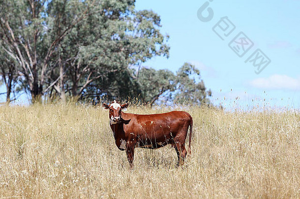 牛牧场马奇澳大利亚