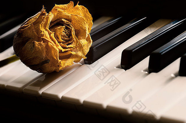 钢琴键盘上的一朵干黄色玫瑰，用来拍一张非常忧郁的照片
