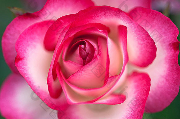 白色粉红色的玫瑰盛开的软焦点宏